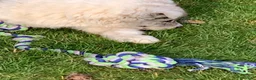 Bearded Collie cani in vendita: cuccioli border  - Annuncio 12