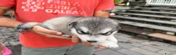 Alaskan Malamute cani in vendita: Splendidi cuccioli di Alaskan Malamute  - Annuncio 9