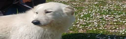 Meticcio cani in regalo: ROBERTA PAROLA D'ORDINE...ALLEGRIA, IN ADOZIONE - Annuncio 4