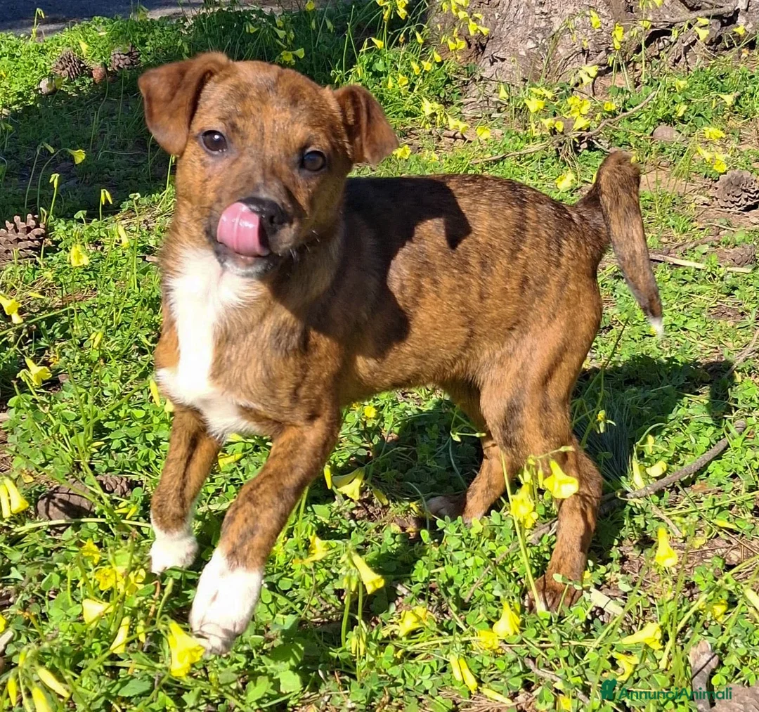 Meticcio cani in regalo: KIKO 💙 - cucciolo taglia piccola, cerca una 🏡  - Annuncio 2