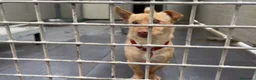 Meticcio cani in regalo: Ernesto: dolce monello taglia piccola  - Annuncio 8