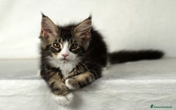 Maine Coon gatti in vendita: Cucciole di Maine Coon cercano casa a Città Metropolitana di Torino - Immagine 2