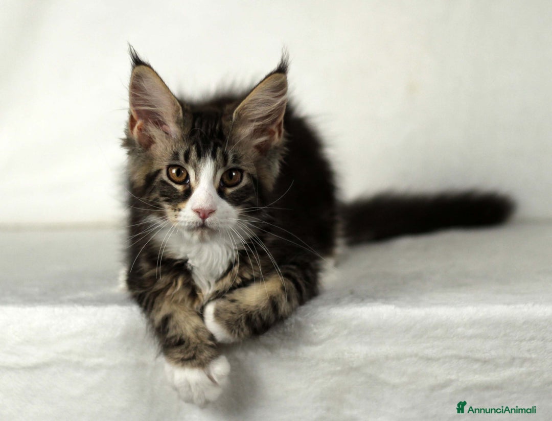 Maine Coon gatti in vendita: Cucciole di Maine Coon cercano casa a Città Metropolitana di Torino - Immagine 2
