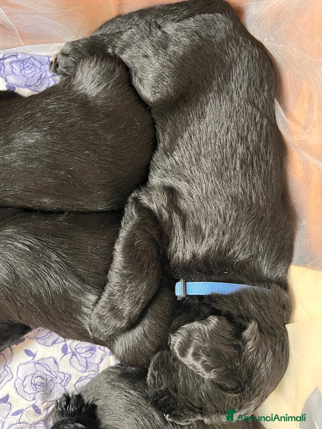 Schnauzer Gigante cani in vendita: cuccioli di Schnauzer gigante  - Annuncio 9