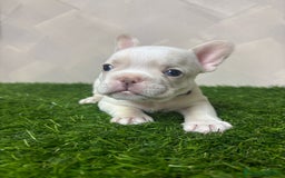 Bulldog Francese cani in vendita: Cuccioli bouldogue francesi esotici  a Città metropolitana di Roma Capitale - Immagine 2