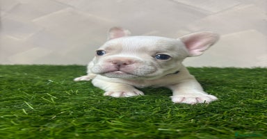 Bulldog Francese cani a Città metropolitana di Roma Capitale - Annuncio 4