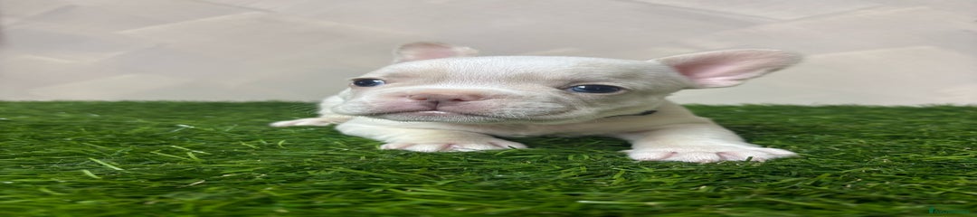 Bulldog Francese Cucciolo 4