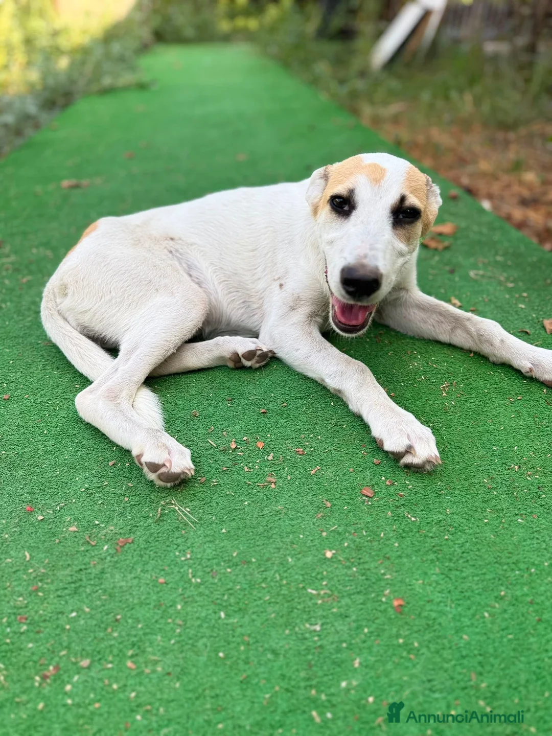 Meticcio cani in regalo: India, taglia media! (6mesi) - Annuncio 2