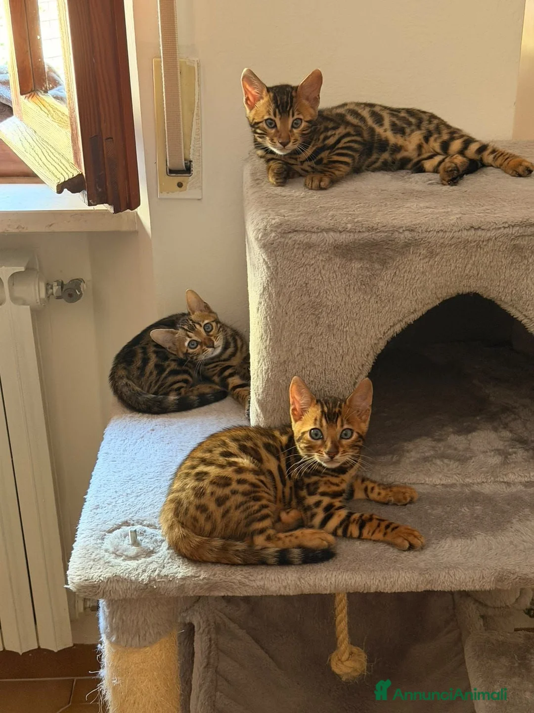 Bengala gatti in vendita: Bengala  - Annuncio 1
