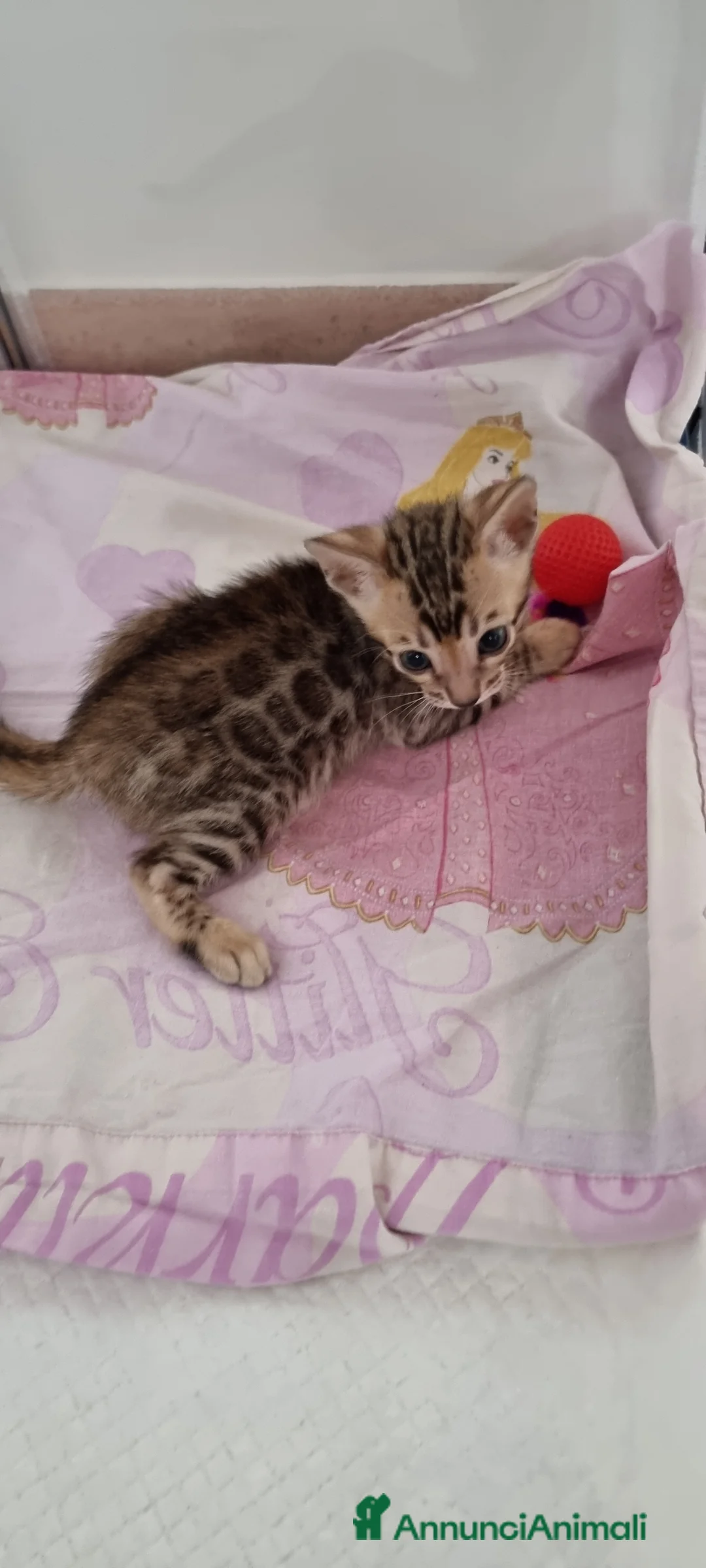 Bengala gatti in vendita: Gattina Bengala con Pedigree  - Annuncio 11