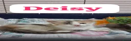 Meticcio gatti in regalo: GATTINE DOLCISSIME a Provincia di Crotone - Annuncio 6