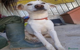 Meticcio cani in regalo: XENA cucciola amorevole - Immagine 1