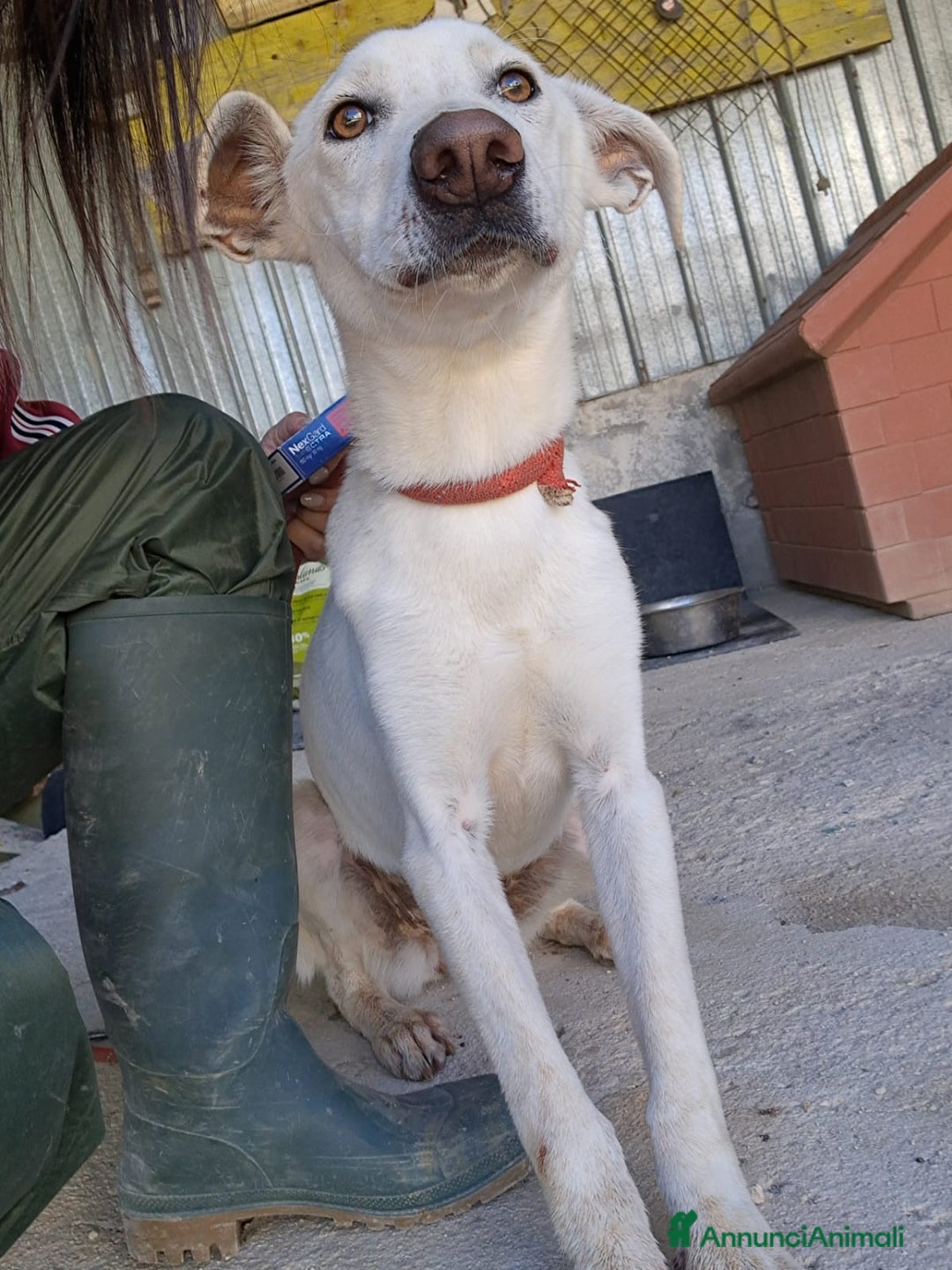 Meticcio cani in regalo: XENA cucciola amorevole - Annuncio 1