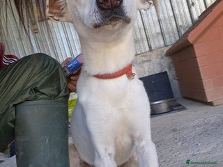 Meticcio cani XENA cucciola amorevole - Annuncio 11