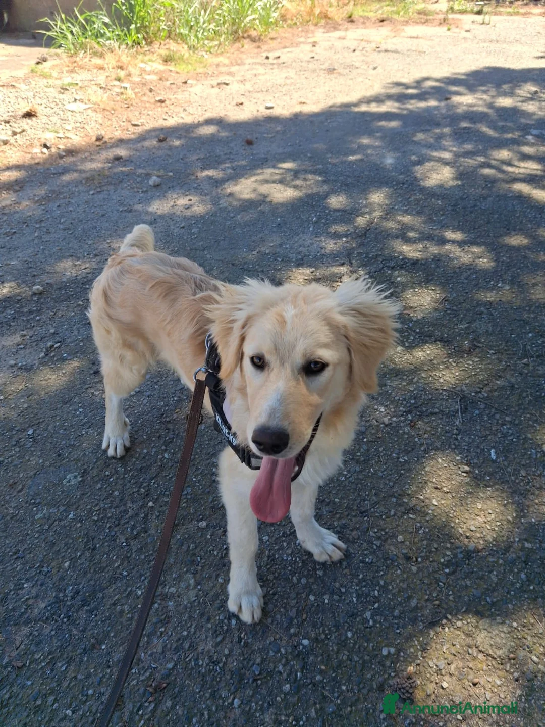 Meticcio cani in regalo: AURA 🩷 più forte di quanto immagini - Annuncio 6