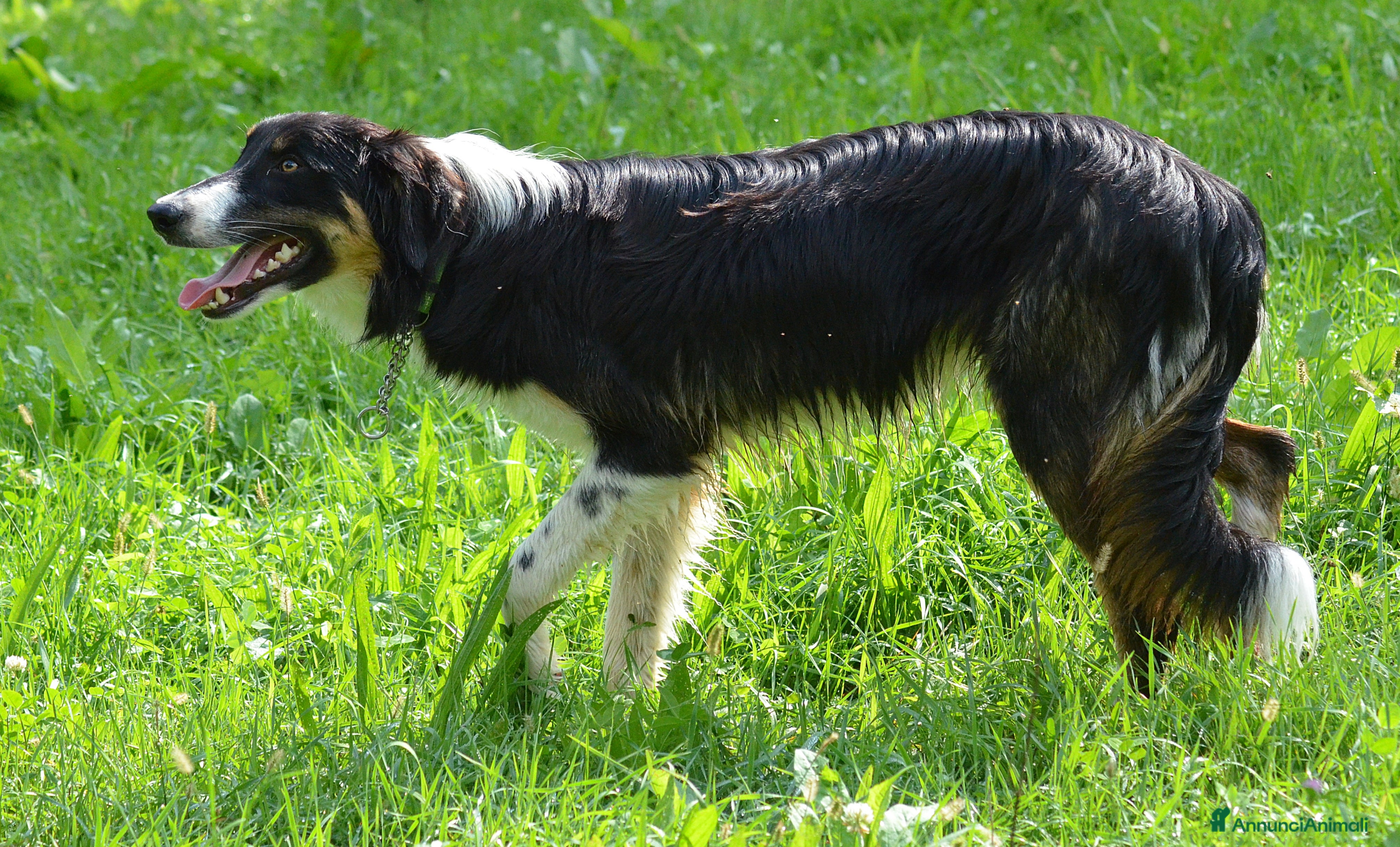 Border Collie cani Cucciolone di Border Collie  - Annuncio 5
