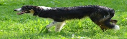 Border Collie cani in vendita: Cucciolone di Border Collie  - Annuncio 1
