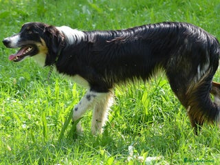 Border Collie cani Cucciolone di Border Collie - Annuncio 21