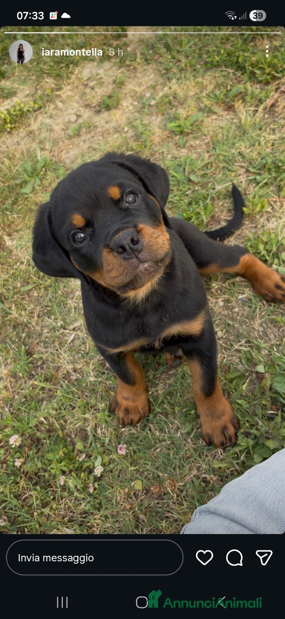 Rottweiler cani in vendita: Cucciolo rottweiler con pedigree  - Annuncio 3