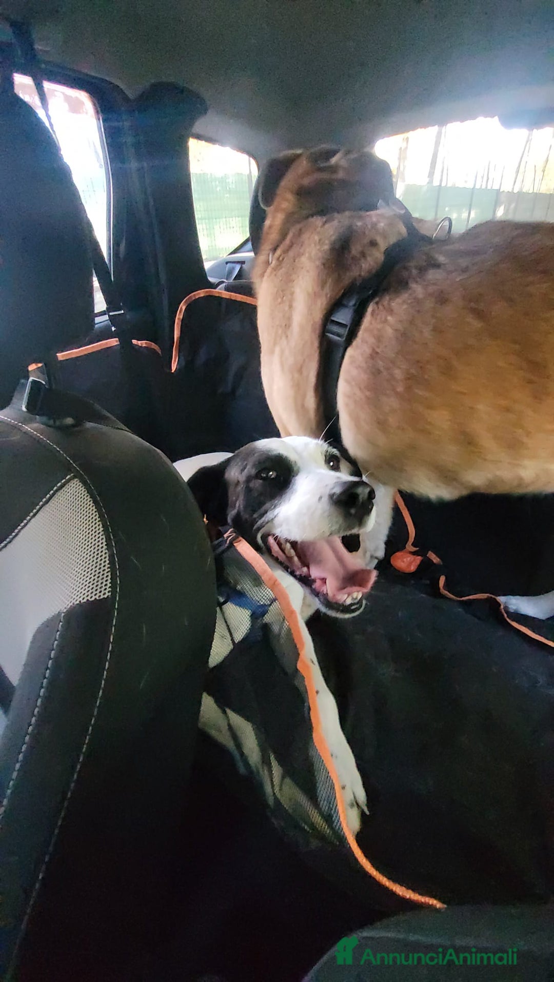 Meticcio cani in regalo: Splendida meticcia - BELLA - Annuncio 4