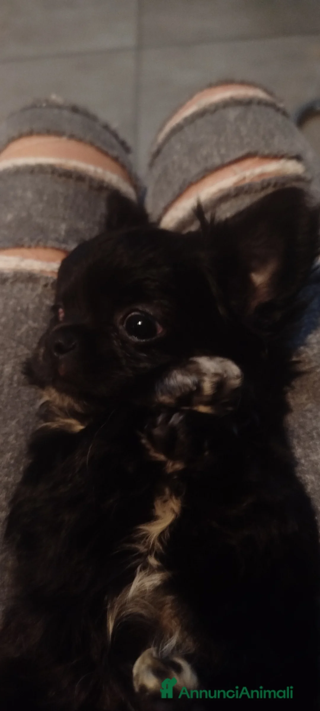 Chihuahua cani in vendita: Maschietto chiuhuahua  - Annuncio 4