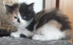 Siberiano gatti in vendita: Gatti cuccioli Siberiani ipoallergenici a Provincia di Forlì-Cesena - Immagine 23