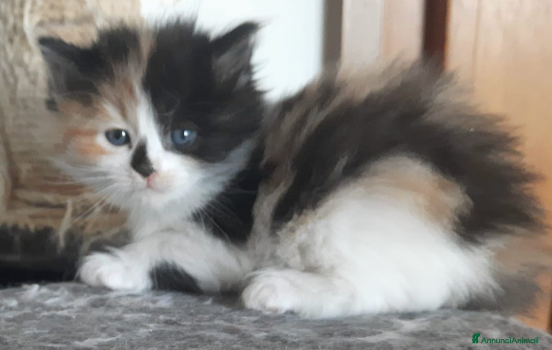 Siberiano gatti in vendita: Gatti cuccioli Siberiani ipoallergenici a Provincia di Forlì-Cesena - Immagine 23