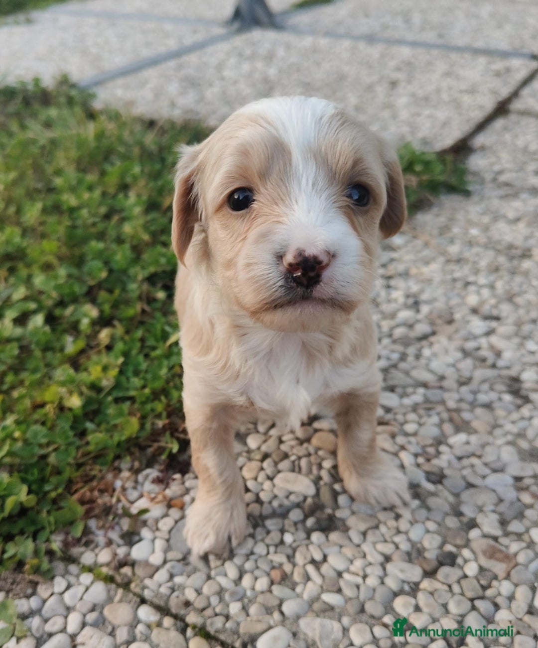 Meticcio cani in vendita: Maltipoo - Annuncio 3