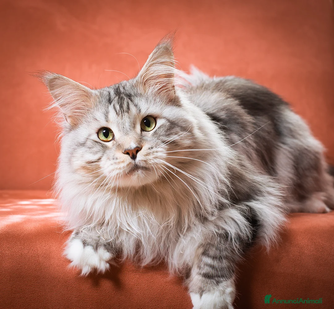 Maine Coon gatti in vendita: Gattino maschio dall'allevamento Mainemarie - Annuncio 8