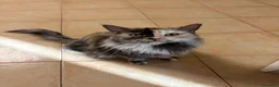 Maine Coon gatti in vendita: Femminucce black con pedigree  - Annuncio 7