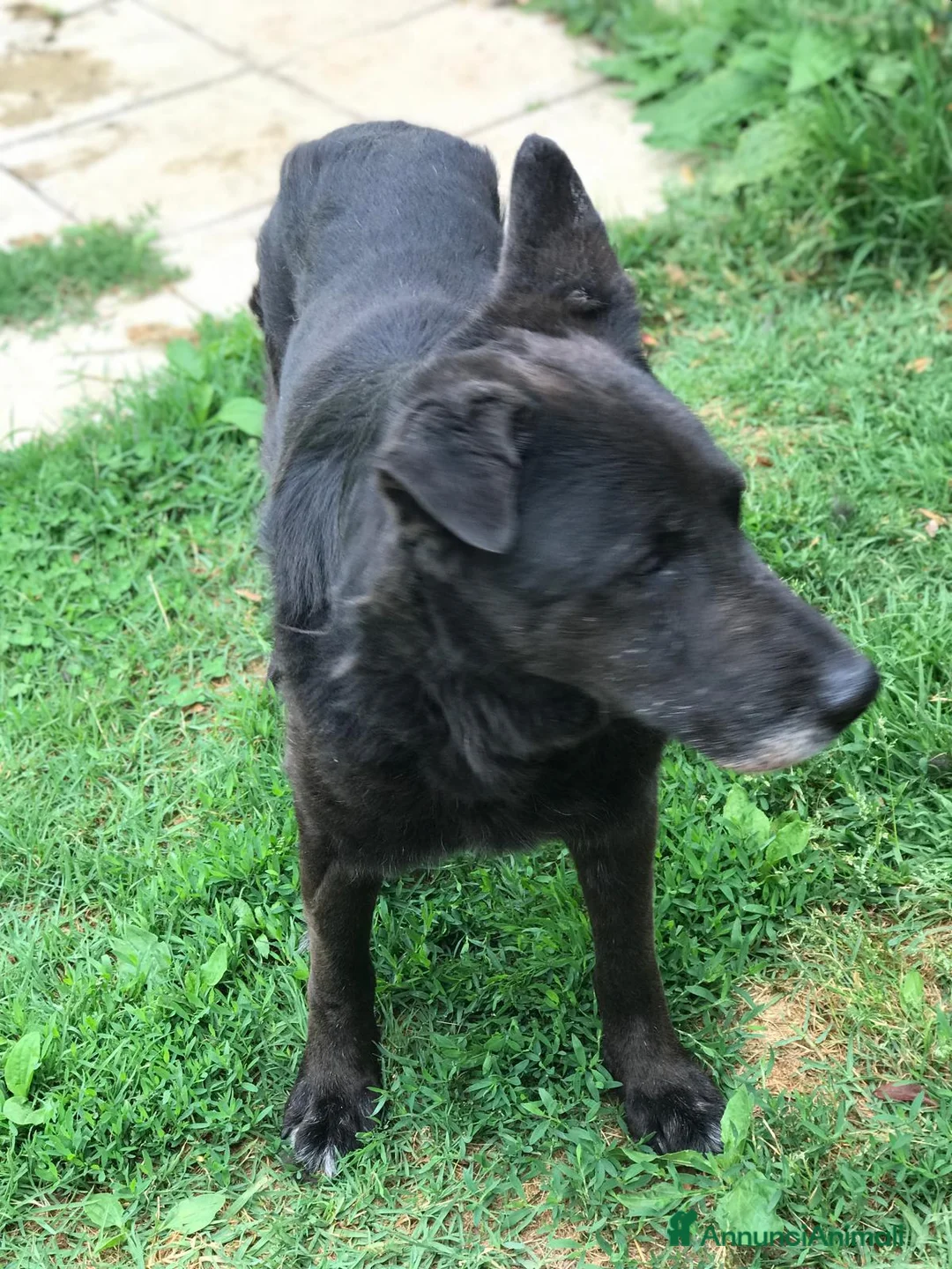 Meticcio cani in regalo: Nonno Martin, adozione del cuoricino - Annuncio 5