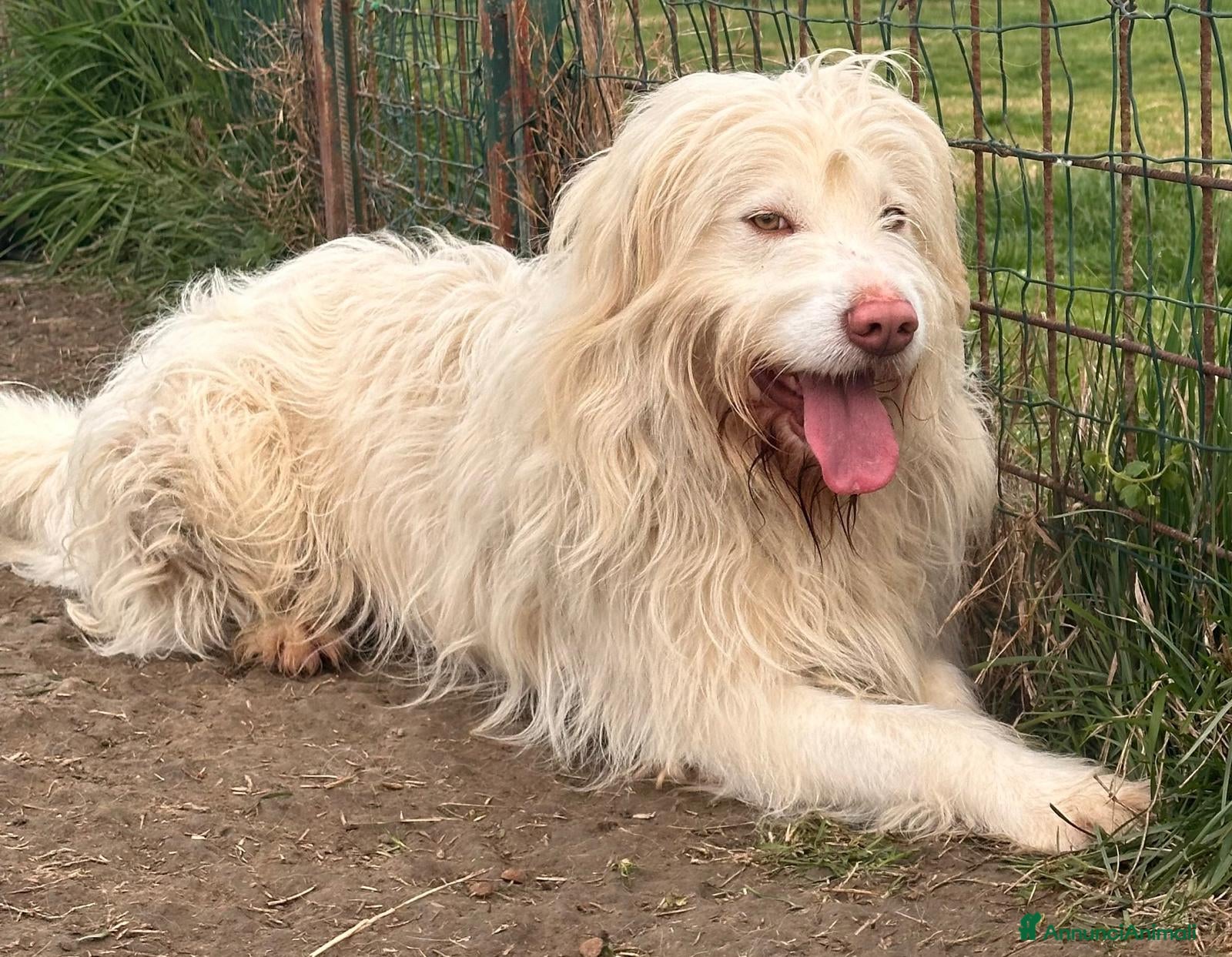 Meticcio cani in regalo: TRADITO DALLA SUA FAMIGLIA  a Provincia di Ferrara - Annuncio 6