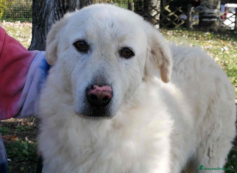 Meticcio cani HERMIONE CINQUE ANNI DI NIENTE - Annuncio 1