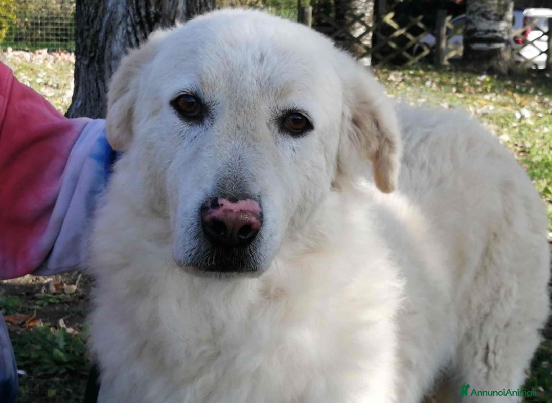 Meticcio cani in regalo: HERMIONE CINQUE ANNI DI NIENTE - Annuncio 1