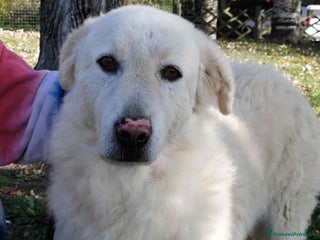 Meticcio cani HERMIONE CINQUE ANNI DI NIENTE - Annuncio 1