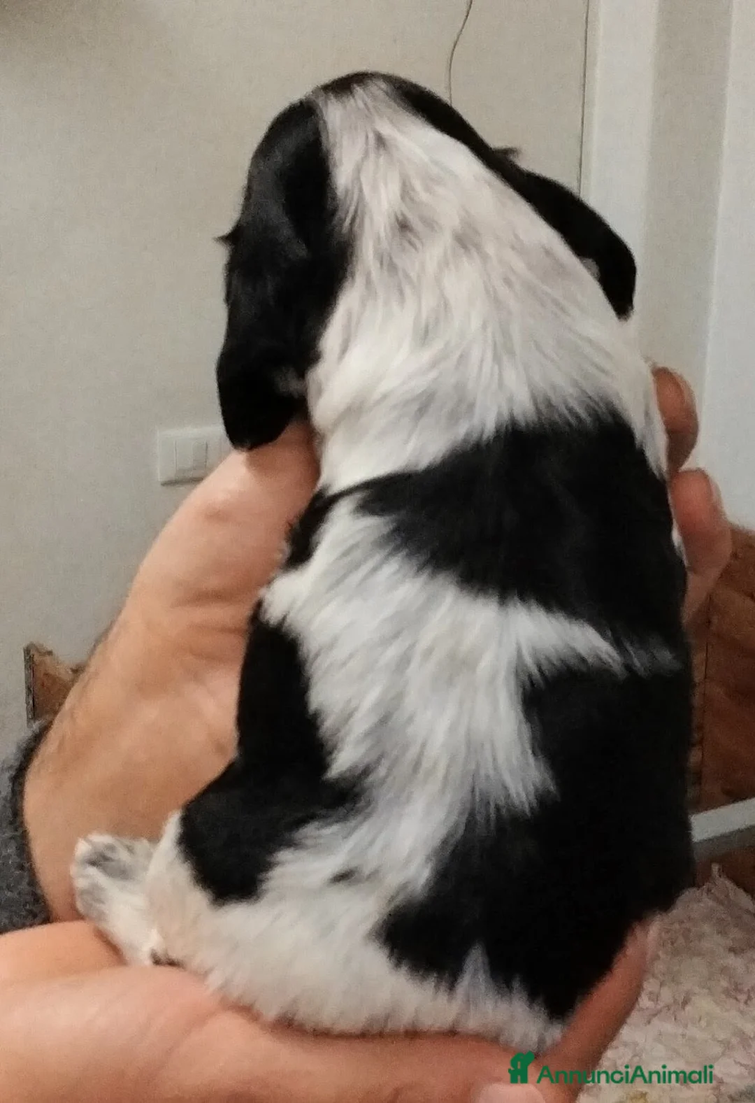 Cocker cani in vendita: Maschietto di Cocker Spaniel Inglese Blu Roano  - Annuncio 7