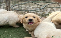 Golden Retriever cani in vendita: Cuccioli Golden Retriever a Metropolitan City of Venice - Immagine 4