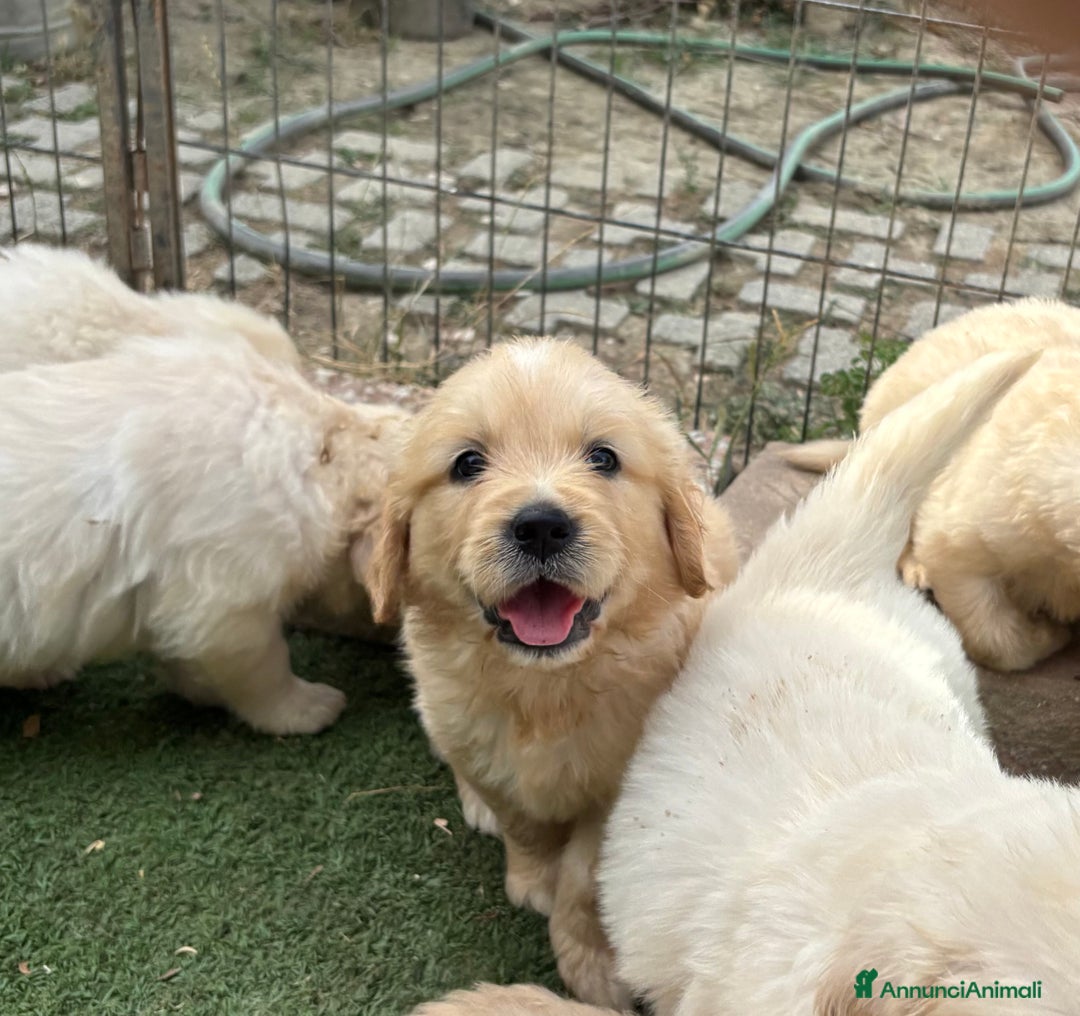 Golden Retriever cani in vendita: Cuccioli Golden Retriever a Metropolitan City of Venice - Immagine 4