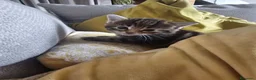 Maine Coon gatti in vendita: Bellissimi cuccioli di Maine Coon - Annuncio 8