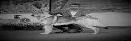 Lupo Cecoslovacco cani in vendita: CUCCIOLI Canelupo Cecoslovacco - Annuncio 2