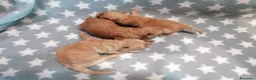Barboncino cani in vendita: Barboncini nani cuccioli - Annuncio 6