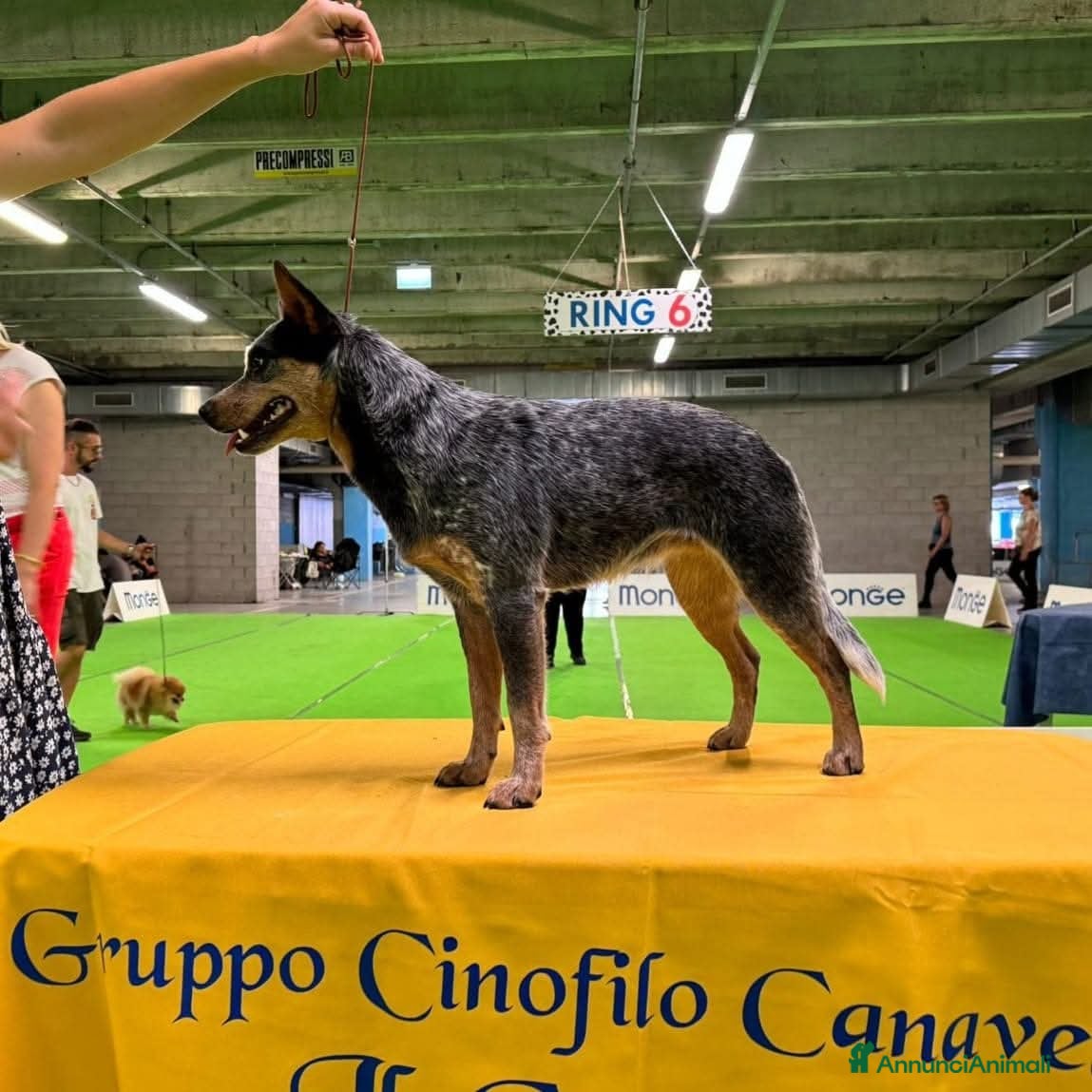 JTopDog24 JCh Anxia Dormiens Titillanda CAE-1 