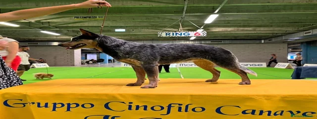 JTopDog24 JCh Anxia Dormiens Titillanda CAE-1 