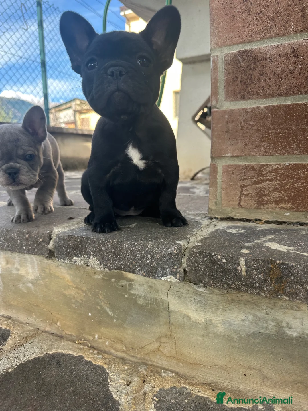 Bulldog Francese cani in vendita: bulldog francese nero  - Annuncio 2