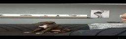 Meticcio cani in regalo: Riportato in rifugio: Pongo 9 mesi  a Provincia di Pisa - Annuncio 4