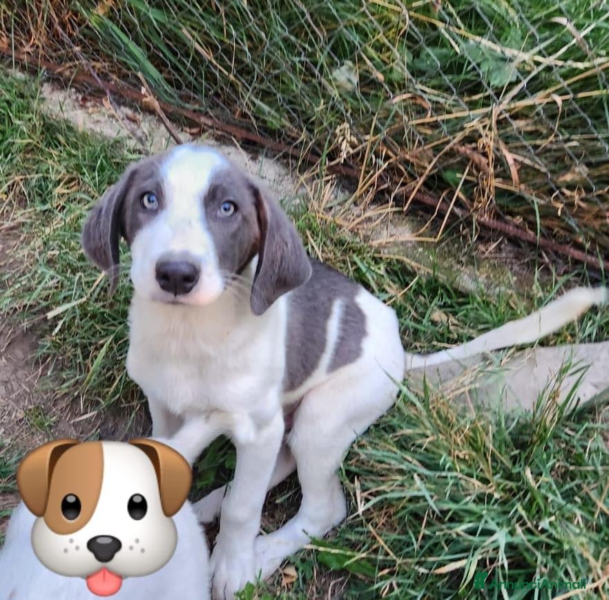 Meticcio cani Gary 4mesi tg media A GIORNI A MILANO SOS CASA - Annuncio 31