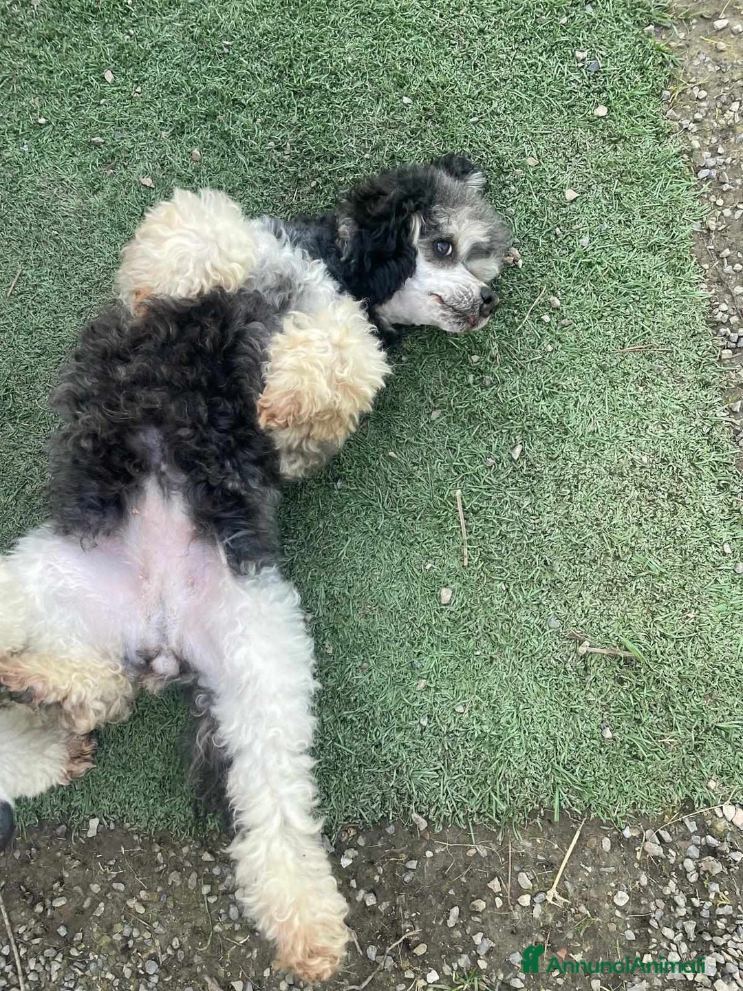 Barboncino cani in regalo: FRAGOLA & CILIEGIA, simpaticissime BARBOCINE - Annuncio 16