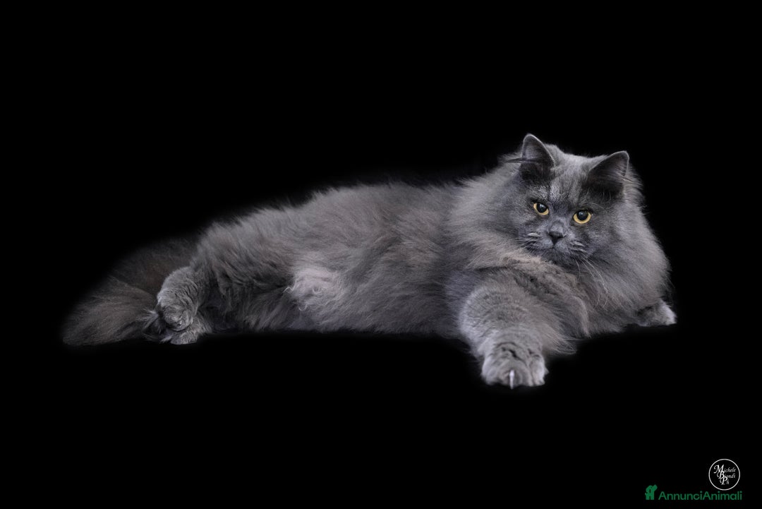 Immagine della galleria {{count}}