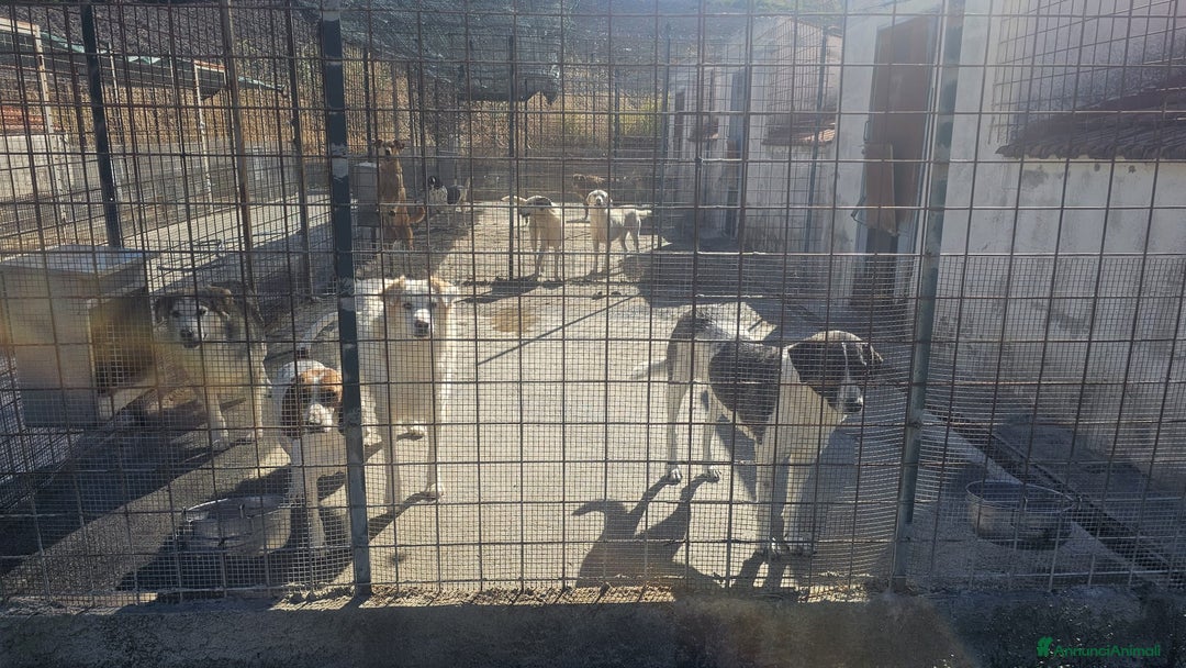 Altre razze cani in regalo: spike  - Annuncio 2