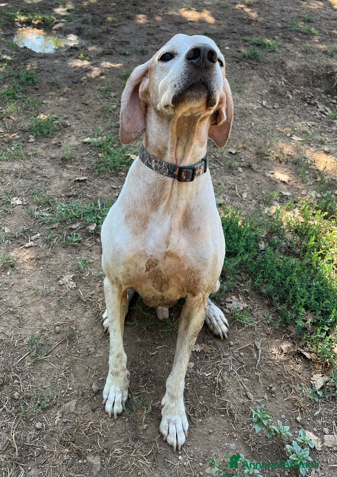 Pointer cani in regalo: VENTO un tesoro tutte coccole a Pomezia - Annuncio 12